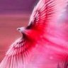 Nezaket.'s profile picture