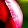 Фото профиля Lady Blind Curve