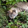 kijitora cat profil fotoğrafı