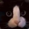 Kvalisn ( o último romântico )🌹🇮🇹's profile picture