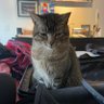Chonks profil fotoğrafı