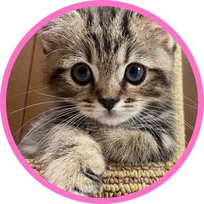 チョパえもん's profile picture