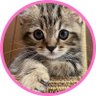 チョパえもん's profile picture