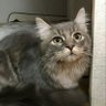 ネコジソ🧡打ってはいけない❗m-RNAインフルエンザワクチン💉🐈 的头像