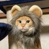 虎猫のパトラ♀ 的头像