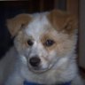 Profilbild von いくらのカナッペ🐶10/3神宮ライスタ