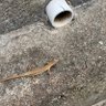 足の裏の町民 的头像