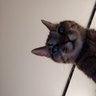 Profilbild von 0127 Nyan