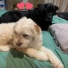 Фото профиля Bestbuds 🇺🇦 IStandWithAlbo