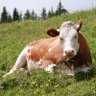 The Second Best Cow profil fotoğrafı