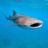 Фото профиля ThatOneShark