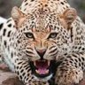 leopardo maduro's profile picture