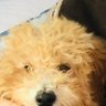 BiscuitMango's profile picture
