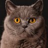 Piet Vilten's profile picture