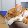 YOFUNE Design's profile picture