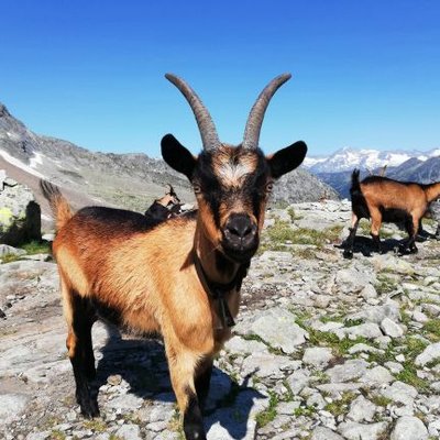 Die Bergziege's profile picture