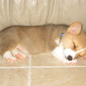 Corgi Capital's profile picture