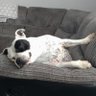 Patch Jones profil fotoğrafı