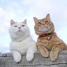 Kitkat profil fotoğrafı