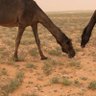 استغفر الله profil fotoğrafı