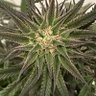 Фото профиля NewSauce Genetics