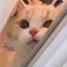Peekaboo profil fotoğrafı