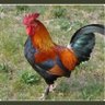 Supongamos's profile picture