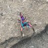 Spydermyke 的头像