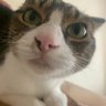 やめたいねこ's profile picture