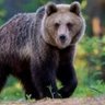 Orso urbano profil fotoฤrafฤฑ