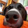 Mecha Suarez 🐶 profil fotoğrafı