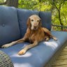 Willy the Vizsla's profile picture