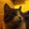 Luis's profile picture