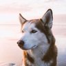 Dhukauttyn's profile picture