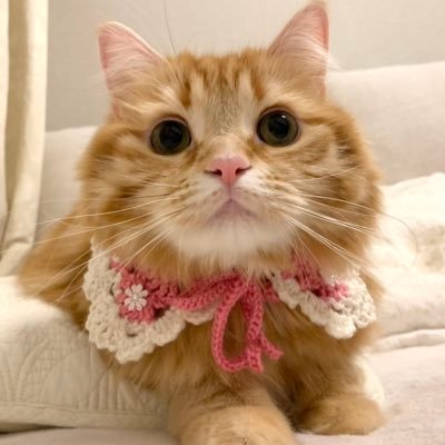 ちくわ's profile picture