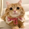 ちくわ's profile picture