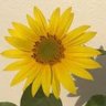 💍ให้มันได้อย่างนี้สิ อย่างนี้สิ (รักลิซ่า) 🌻🐥 的头像