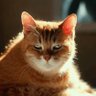 Profilbild von Taviemorr2