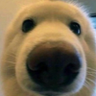 Saugy's profile picture