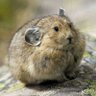 Profilbild von just a lil pika