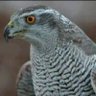 Фото профиля Hawk