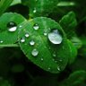 Daun Muda 的头像