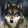 El Lobo ❌ 👑👑 的头像