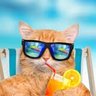 Profilbild von SomeRando