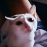 🥀ambitious💐 (now with 17% less teeth)'s profile picture