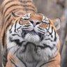 老雄猫 profil fotoğrafı