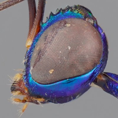 uro_della's profile picture
