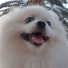 Фото профиля Ciko the Dog 🇦🇪🇹🇷