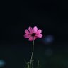 هُدَىْ ❄'s profile picture