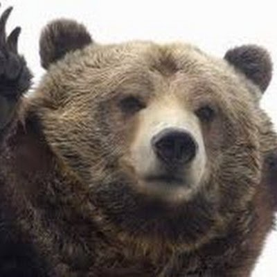 ItsYaBear's profile picture